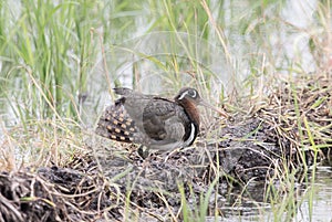 Greater Painted-snipe Rostratula benghalensis