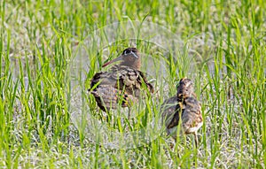 Greater Painted-snipe. Rostratula benghalensis