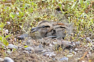 Greater Painted-snipe Rostratula benghalensis Baby Cute Birds of Thailand