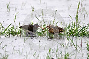 Greater Painted-snipe Rostratula benghalensis Beautiful Birds of Thailand in rice field