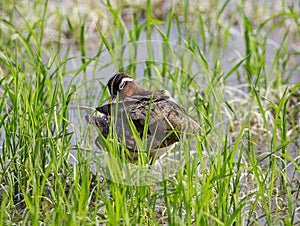 Greater Painted-snipe. Rostratula benghalensis in the fields.