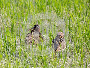 Greater Painted-snipe. Rostratula benghalensis in the fields.