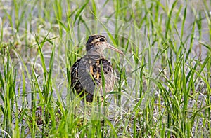 Greater Painted-snipe. Rostratula benghalensis in the fields