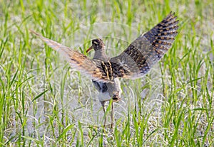 Greater Painted-snipe. Rostratula benghalensis in the fields