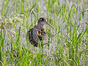 Greater Painted-snipe. Rostratula benghalensis in the fields.