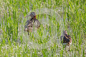 Greater Painted-snipe. Rostratula benghalensis in the fields.