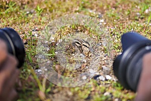 Greater Painted-snipe Rostratula benghalensis juvenile Birds of