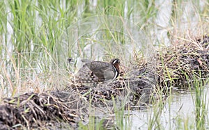 Greater Painted-snipe Rostratula benghalensis in the rice fi