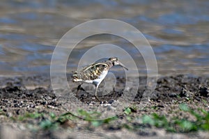 A Greater painted-snipe (Rostratula benghalensis)  spotted on the banks of the Jawai Dam