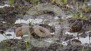 Greater Painted-snipe spread his wings as a defense in times of threat