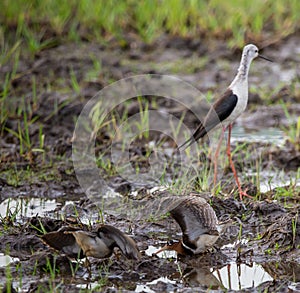 Greater Painted-snipe spread his wings as a defense in times of threat