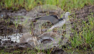 Greater Painted-snipe spread his wings as a defense in times of threat