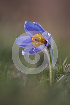Greater pasque flower / GroÃÅ¸e Kuhschelle / Pulsatilla grandis