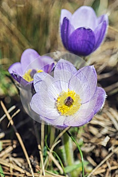 Koniklec veľký - Pulsatilla grandis, Nitra, Slovensko