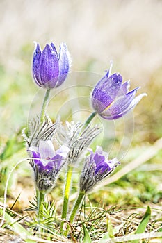 Greater Pasque Flower - Pulsatilla grandis, Nitra, Slovakia