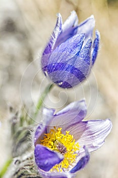 Koniklec velký - Pulsatilla grandis, Nitra, Slovensko