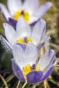 Koniklec velký - Pulsatilla grandis, Nitra, Slovensko