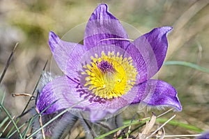 Koniklec veľký - Pulsatilla grandis, Nitra, Slovensko