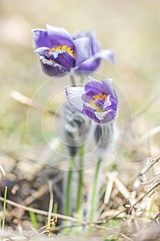 Koniklec veľký - Pulsatilla grandis, Nitra, Slovensko