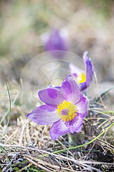 Greater Pasque Flower - Pulsatilla grandis, Nitra, Slovakia