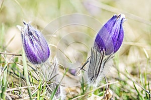 Koniklec veľký - Pulsatilla grandis, Nitra, Slovensko