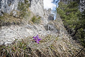 Greater Pasque Flower, Sip peak, Slovakia