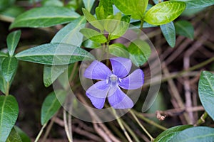 greater periwinkle, vincca major flower closeup selective focus