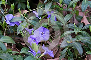 greater periwinkle, vincca major flower closeup selective focus