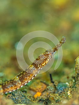 Greater pipefish. Conger Alley, Scotland