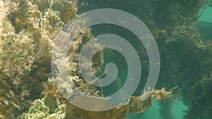 Greater Pipefish Swimming Around Sea Squirts Sea Weed and Air Ferns Underwater, County Dublin