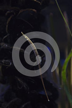 The greater pipefish Syngnathus acus.