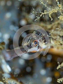Greater pipefish, Syngnathus acus. Loch Long. Diving, Scotland