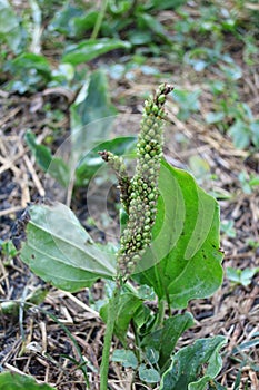 Greater Plantain or Broadleaf Plantain (Plantago Major)