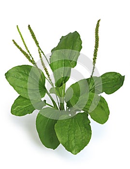 Greater Plantain (Plantago major)