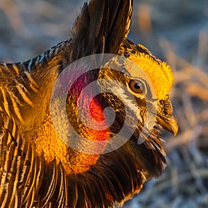 Greater Prairie Chicken