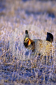 Greater Prairie Chicken  15438