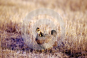 Greater Prairie Chicken   15473