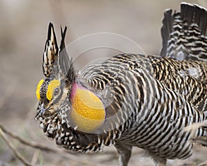 Greater Prairie Chicken