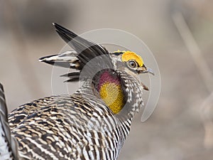 Greater Prairie Chicken