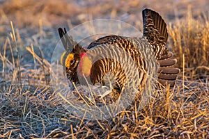 Greater Prairie Chicken photo