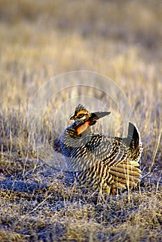 Greater Prairie Chicken  15432 photo