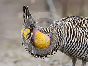 Greater Prairie Chicken