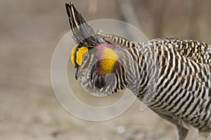 Greater Prairie Chicken