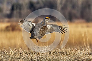 Greater Prairie Chicken In Flight