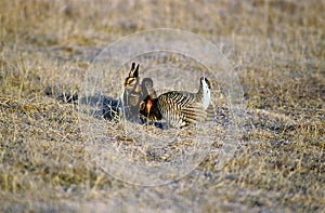 Greater Prairie Chickens   15544