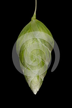 Greater Quaking Grass (Briza maxima). Immature Spikelet Closeup