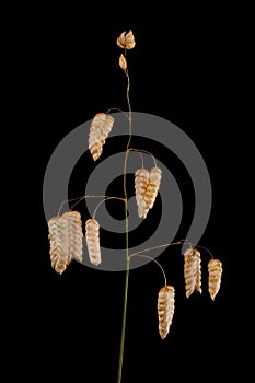 Greater Quaking Grass (Briza maxima). Mature Inflorescence Closeup