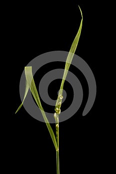 Greater Quaking Grass (Briza maxima). Opening Inflorescence Closeup