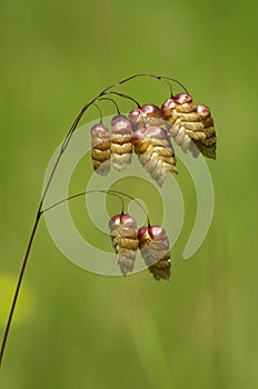 Greater quaking grass flowers over green - Briza maxima