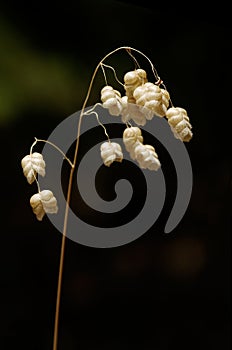 Greater quaking grass seeds - Briza maxima